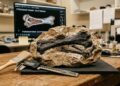Um fóssil que ainda “guarda o que o animal comeu”: descoberta de 113 milhões de anos impressiona cientistas