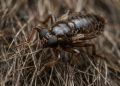 Cientistas descobrem que uma mosca parasita “sacrifica” a visão para economizar energia.