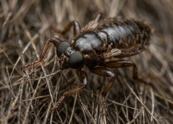 Cientistas descobrem que uma mosca parasita “sacrifica” a visão para economizar energia.