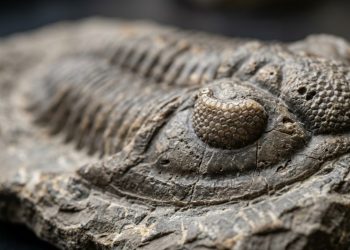 Os olhos deste animal de 500 milhões de anos deixaram físicos modernos impressionados