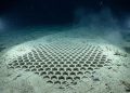 Encontrado no fundo do oceano, este “fóssil vivo” intriga cientistas há mais de 170 anos