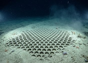 Encontrado no fundo do oceano, este “fóssil vivo” intriga cientistas há mais de 170 anos