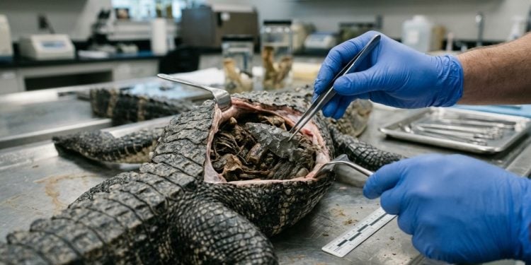 Ao abrir um jacaré de 4 metros, especialistas encontraram um artefato mais antigo que as pirâmides