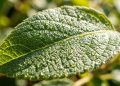 Uma planta que surgiu há mais de 400 milhões de anos está ajudando cientistas a entender como a vida conquistou a Terra.