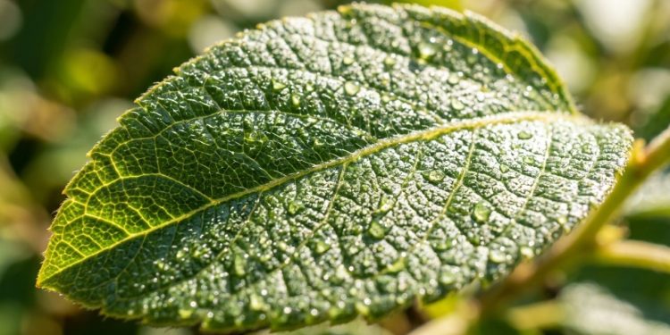 Uma planta que surgiu há mais de 400 milhões de anos está ajudando cientistas a entender como a vida conquistou a Terra.
