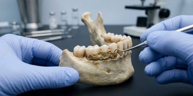 Paleontólogos analisam 33 mil anos de tártaro humano e fazem descoberta surpreendente sobre os insetos