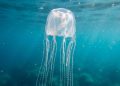 Águas-vivas mais temidas do oceano escondem um segredo reprodutivo que acaba de surpreender os cientistas