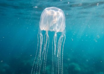 Águas-vivas mais temidas do oceano escondem um segredo reprodutivo que acaba de surpreender os cientistas