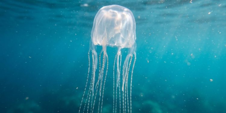 Águas-vivas mais temidas do oceano escondem um segredo reprodutivo que acaba de surpreender os cientistas
