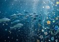 O segredo para armazenar carbono nos oceanos pode estar escondido dentro do intestino de um peixe.