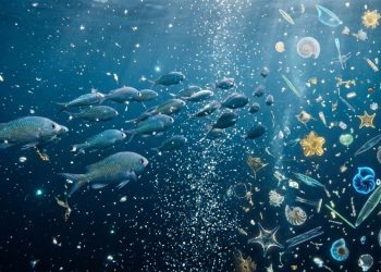 O segredo para armazenar carbono nos oceanos pode estar escondido dentro do intestino de um peixe.