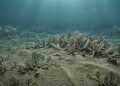 Cientistas descobrem por que os primeiros animais da Terra demoraram milhões de anos para evoluir