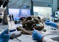 O que cientistas descobriram dentro do DNA deste predador de 34 mil anos surpreendeu o mundo
