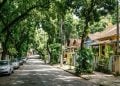 Árvores podem resfriar uma cidade em até 18°C, mas apenas se forem plantadas da maneira certa, dizem botânicos