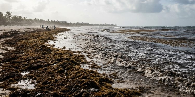 Estudo revela como o sargaço pode afetar a qualidade do ar, a areia e a água das praias