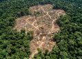 O que derrubou uma indústria bilionária pode ser a chave para salvar as florestas tropicais