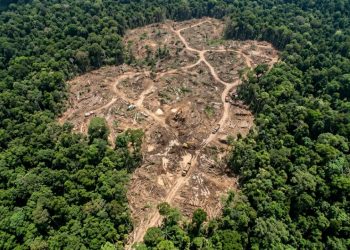O que derrubou uma indústria bilionária pode ser a chave para salvar as florestas tropicais