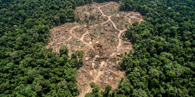 O que derrubou uma indústria bilionária pode ser a chave para salvar as florestas tropicais