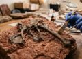 Um “parente dos crocodilos” que viveu há 240 milhões de anos é descoberto no Brasil e reescreve a pré-história