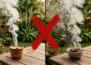 Nem citronela nem café: estes foram os métodos mais eficientes para reduzir os mosquitos no quintal