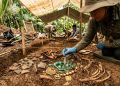 Antigos chefes panamenhos eram sepultados com esmeraldas colombianas