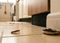O ingrediente doméstico que funciona como uma “armadilha sensorial invisível” e interfere diretamente no sistema nervoso das baratas segundo a ciência