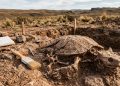 Cientistas descobrem espécie de uma rara tartaruga-cornuda que viveu na Patagônia entre 72 e 67 milhões de anos atrás
