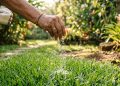 Por que jardineiros estão testando açúcar como aliado para um gramado mais bonito?