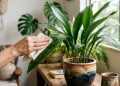 Nem jiboia nem espada-de-são-jorge: a planta quase indestrutível que está conquistando as donas de casa