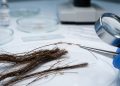 Graças aos piolhos, pesquisadores conseguiram recuperar o DNA de múmias milenares nos Andes