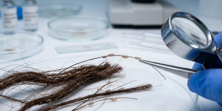 Graças aos piolhos, pesquisadores conseguiram recuperar o DNA de múmias milenares nos Andes