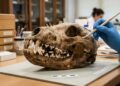 Descoberta de novo "cão-urso" mostra como era a Europa há 16 milhões de anos