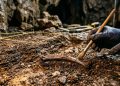 Uma caverna revelou animais que viveram há 1 milhão de anos em uma Nova Zelândia irreconhecível