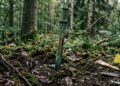 Espada de 2.700 anos enterrada na floresta como “Excalibur” real pode revelar rituais esquecidos da Idade do Bronze na Europa