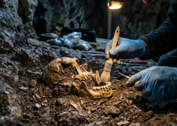 O fóssil chamado “Thorin” que revela uma linhagem perdida de Neandertais na Europa