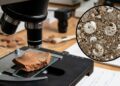 Microfósseis de 2 milhões de anos presos em cerâmica revelam segredos da indústria de construção na Sicília antiga