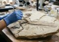 Dinossauro de 34 cm e 120 milhões de anos encontrado na China tinha cauda espetacular e penas de voo que confundem a ciência evolutiva