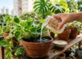1 ingrediente da cozinha na água de rega e as plantas voltam a exibir folhas brilhantes e saudáveis em poucos dias