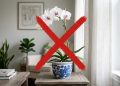 Esqueça as orquídeas: essa flor exótica floresce na sombra e está transformando a decoração das salas