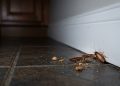 A armadilha caseira com lata de refrigerante que promete reduzir baratas sem cheiro e sem veneno