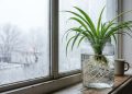 Estas 4 plantas sobrevivem ao frio, crescem na água e quase não exigem cuidados