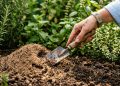 Adeus aos formigueiros escondidos entre as plantas: o método natural que está ganhando espaço nos jardins