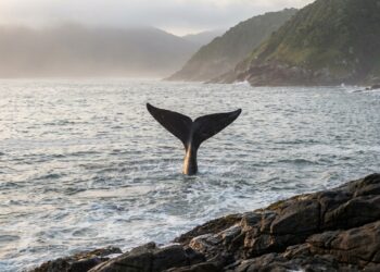 Cauda escura e lisa de baleia mergulhando no mar agitado, vista a partir de uma costa com rochas escuras. Ao fundo, morros verdes cobertos por uma leve névoa sob luz suave.