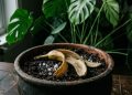 Polvilhar sal na casca da banana: para que é recomendado e quando fazer?
