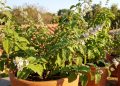 A planta brasileira que espalha aroma de limão pelo quintal quando toca o sol e transforma o quintal em um paraíso de aromas