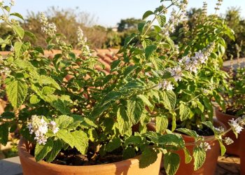 A planta brasileira que espalha aroma de limão pelo quintal quando toca o sol e transforma o quintal em um paraíso de aromas