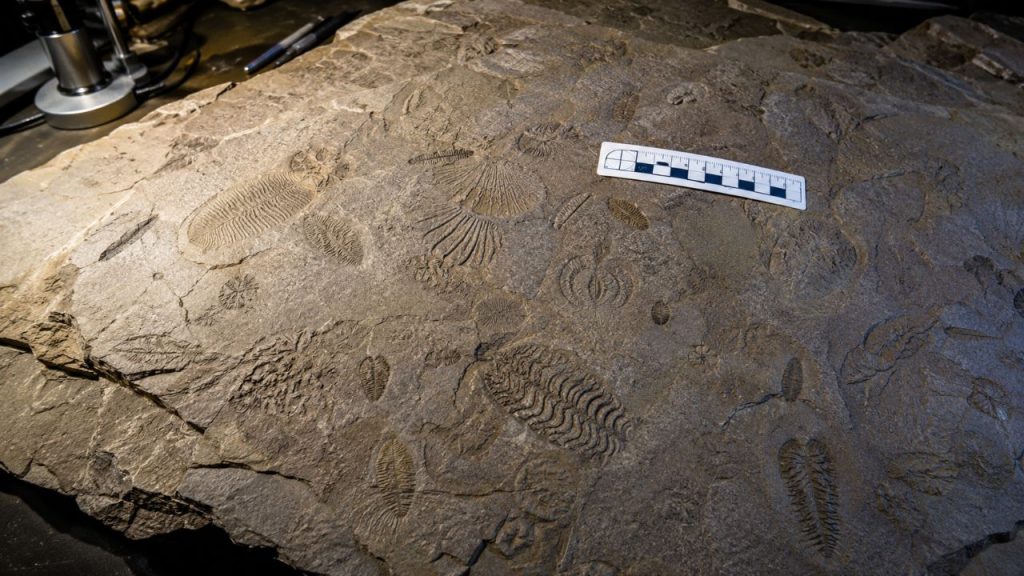 Fósseis de 520 milhões de anos encontrados na China estão reescrevendo a história dos primeiros animais