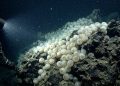 Esferas brancas semelhantes a ovos aparecem sobre rochas vulcânicas no fundo do oceano, iluminadas por equipamento submarino em ambiente escuro.