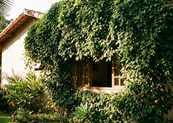 Estas 3 plantas funcionam como uma “cortina verde” natural e ajudam a refrescar a casa nos dias mais quentes