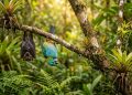 Morcego e ave colorida pendurados de cabeça para baixo em galho de árvore em floresta tropical com bromélias e vegetação densa.